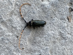 Retrachydes thoracicus