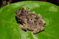 Rhinella margaritifera