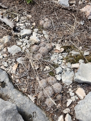 Mammillaria prolifera
