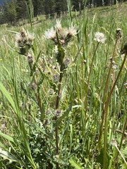 Cirsium osterhoutii
