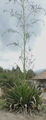 Furcraea andina