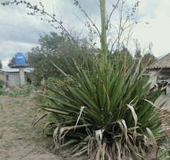 Furcraea andina