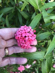 Arachnothryx leucophylla