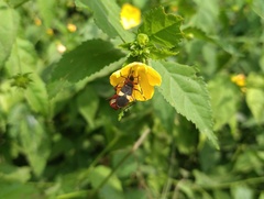 Dysdercus albofasciatus
