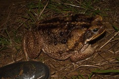 Rhinella marina
