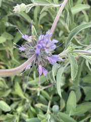 Salvia leucophylla