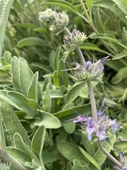 Salvia leucophylla