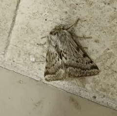Lycia florentina