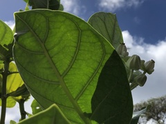 Calotropis