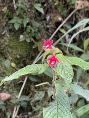 Kohleria inaequalis