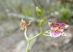 Cyrtochilum