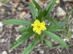 Lithospermum incisum
