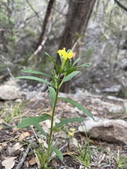 Lithospermum incisum