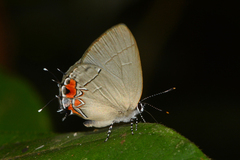 Calycopis cerata