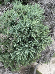 Ericameria ericoides