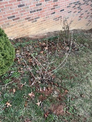 Callicarpa americana