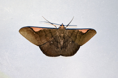 Sphacelodes vulneraria