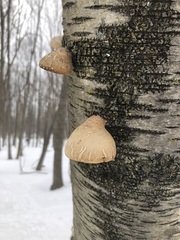 Fomitopsis betulina