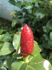 Costus woodsonii