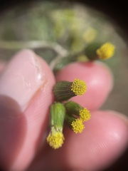Senecio vulgaris
