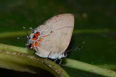 Calycopis cerata