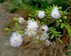 Mimosa bimucronata