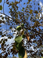 Chrysophyllum cainito