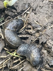 Tandonia sowerbyi