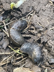 Tandonia sowerbyi