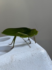 Steirodon