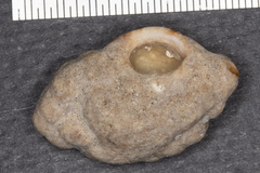 Crepipatella lingulata