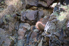 Ferocactus cylindraceus