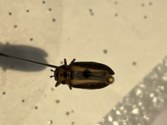 Trirhabda bacharidis