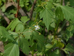 Cardiospermum halicacabum