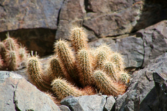Echinocereus engelmannii
