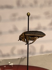 Trirhabda bacharidis