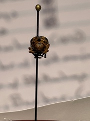 Trirhabda bacharidis