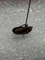 Trirhabda bacharidis