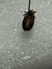 Trirhabda bacharidis