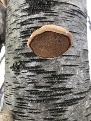 Fomitopsis betulina
