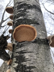 Fomitopsis betulina