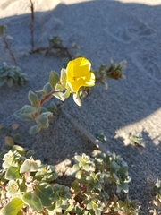 Camissoniopsis cheiranthifolia