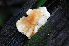 Laetiporus versisporus