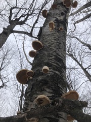 Fomitopsis betulina
