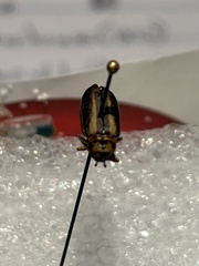 Trirhabda bacharidis