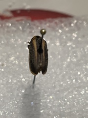 Trirhabda bacharidis