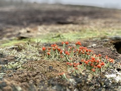 Cladonia cristatella