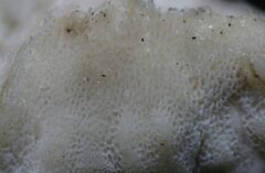 Laetiporus versisporus