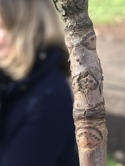 Aesculus hippocastanum