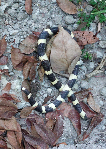 Photo of a Mexican Short-tail Snake (Sympholis lippiens)
